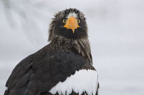 Steller's sea eagle {Haliaeetus pelagicus} portrait, Kuril Lake, Kamchatka, Far East Russia