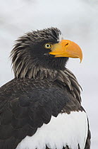 Steller's sea eagle {Haliaeetus pelagicus} portrait, Kuril Lake, Kamchatka, Far East Russia