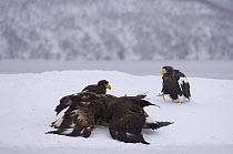 Steller's sea eagle {Haliaeetus pelagicus} feeding on and defending Sockeye salmon prey, Kuril Lake, Kamchatka, Far East Russia