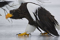 Steller's sea eagle {Haliaeetus pelagicus} walking over ice, Kuril Lake, Kamchatka, Far East Russia