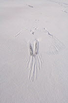 'Snow angel' pattern left in snow after take off by Steller's sea eagle {Haliaeetus pelagicus} Kuril Lake, Kamchatka, Far East Russia