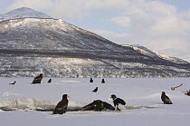 Steller's sea eagle {Haliaeetus pelagicus} adults and juveniles gather on Kuril Lake to feed on Sockeye salmon prey, crows and magpie wait to scavenge for scraps, Kamchatka, Far East Russia