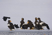 Group of Steller's sea eagles {Haliaeetus pelagicus} gather to feed on Sockeye salmon prey, crows wait to scavenge on scraps, Kuril Lake, Kamchatka, Far East Russia