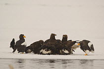 Steller's sea eagles {Haliaeetus pelagicus} stalk around a group of Golden eagles {Aquila chrysaetos} defending their Sockeye salmon prey, Kuril Lake, Kamchatka, Far East Russia