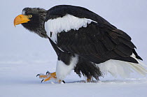 Steller's sea eagle {Haliaeetus pelagicus} walking over snow, Kuril Lake, Kamchatka, Far East Russia