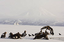 Steller's sea eagles {Haliaeetus pelagicus} gather beside Kuril Lake to feed on Sockeye salmon, crows wait in background to scavenge on scraps, Kamchatka, Far East Russia