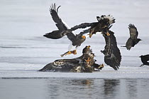 Steller's sea eagles {Haliaeetus pelagicus} squabbling over Sockeye salmon prey, Kuril Lake, Kamchatka, Far East Russia
