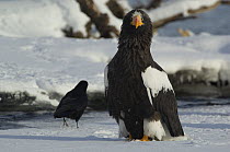 Steller's sea eagle {Haliaeetus pelagicus} and crow, Kuril Lake, Kamchatka, Far East Russia