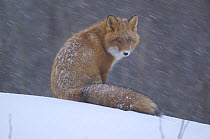 Red fox {Vulpes vulpes} sitting in snow, Kronotsky Nature Reserve, Kamchatka, Far East Russia