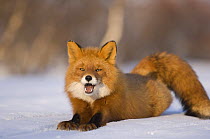 Red fox {Vulpes vulpes} lying, stretching on snow,  Kronotsky Nature Reserve, Kamchatka, Far East Russia