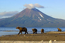 Kamchatka Brown bear (Ursus arctos beringianus) adult with cubs walking beside lake with volcano in background, Kronotsky Nature Reserve, Kamchatka, Far East Russia