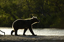 Kamchatka brown bear (Ursus arctos beringianus)  beside water, backlit, Kronotsky Nature Reserve, Kamchatka, Far East Russia