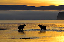 Kamchatka brown bear (Ursus arctos beringianus)  in water at sunrise, Kronotsky Nature Reserve, Kamchatka, Far East Russia