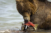 Kamchatka brown bear (Ursus arctos beringianus)  feeding on Sockeye salmon prey, Kronotsky Nature Reserve, Kamchatka, Far East Russia