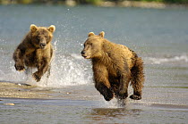 Kamchatka brown bear (Ursus arctos beringianus)  chasing each other beside water, Kronotsky Nature Reserve, Kamchatka, Far East Russia