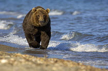 Kamchatka brown bear (Ursus arctos beringianus)  beside water, Kronotsky Nature Reserve, Kamchatka, Far East Russia
