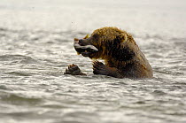 Kamchatka brown bear (Ursus arctos beringianus)  catching Sockeye salmon prey in water, Kronotsky Nature Reserve, Kamchatka, Far East Russia