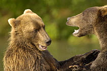 Kamchatka brown bear (Ursus arctos beringianus)  fighting, Kronotsky Nature Reserve, Kamchatka, Far East Russia