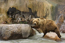 Kamchatka brown bear (Ursus arctos beringianus)  hunting for Sockeye salmon prey, Kronotsky Nature Reserve, Kamchatka, Far East Russia