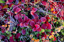 Cowberry leaves {Vaccinium vitis idaea} covered in frost in autumn on tundra, Kronotsky Zapovednik, Kamchatka, Far East Russia