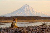 Red fox {Vulpes vulpes} beside water with Kronotsky volacano in the background, Kronotsky Zapovednik, Kamchatka, Far East Russia