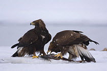Golden eagles {Aquila chrysaetos} feeding on Sockeye salmon, Kuril Lake, Kamchatka, Far East Russia