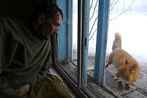 Photographer, Igor Shpilenok, looking out at Red fox from remote cabin in Kronotsky Zapovednik, Kamchatka, Far East Russia