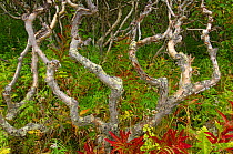 Crooked branches of the Ermans birch tree {Betula ermanii} Kronotsky Zapovednik, Kamchatka, Far East Russia