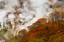 Autumn colours of the Ermans Birch trees in the Valley of Geysers, Kronotsky Zapovednik, Kamchatka, Far East Russia