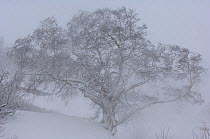 Stone / Ermans birch {Betula ermanii} in snow, Kronotsky Zapovednik, Kamchatka, Far East Russia