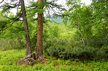 Conifers in summer woodlands, Kronotsky Zapovednik, Kamchatka, Far East Russia