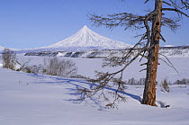 Larch tree in snow with the Kronotsky Volcano in the background, Kronotsky Zapovednik, Kamchatka, Far East Russia