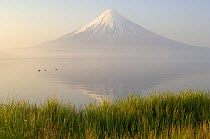 Ducks on lake with Kronotsky Volcano in the background, Kronotsky Zapovednik, Kamchatka, Far East Russia