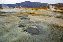 Steaming fumeroles, hot springs, and mud kettles active in the caldera of Uzon Volcano, Kronotsky Zapovednik, Kamchatka, Far East Russia