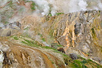 Stain glass wall and Geyser River in the Valley of the Geysers, Kronotsky Zapovednik, Kamchatka, Far East Russia, May 2006. Brown bears like to gather in the warm valley in spring to feed on fresh gra...