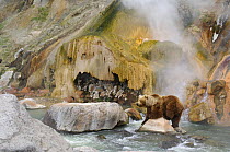 Kamchatka brown bear (Ursus arctos beringianus)  beside the Malachite Grotto, Valley of the Geysers, Kronotsky Zapovednik, Kamchatka, Far East Russia, June 2006 (one year before the landslide which ca...