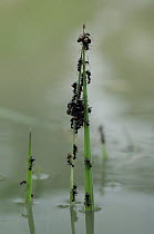 Ants climbing up plant stem to avoid flood water, after the landslide of June 3, 2007 blocked part of Kamchatka's Valley of the Geysers, damning the Geyser River and creating a lake. Kronotsky Zapoved...