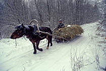 Villager uses horse-drawn sleigh to haul hay cut during the summer months to feed livestock, Bryansk Province, Russia.