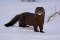 American mink {Mustela vison} with face covered in snow, Kronotsky Zapovednik, Kamchatka, Far East Russia. American mink, first introduced to Russia last century, compete with sable and other local sp...