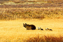 Kamchatka brown bear (Ursus arctos beringianus)  mother leads her two cubs through the caldera of the Uzon volcano, Kronotsky Zapovednik, Kamchatka, Far East Russia, autumn