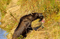 Kamchatka brown bear (Ursus arctos beringianus)  hauls Sockeye salmon from the water after it has spawned, Kronotsky Zapovednik, Kamchatka, Far East Russia