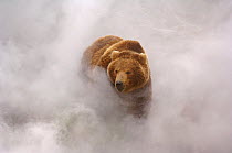 Kamchatka brown bear (Ursus arctos beringianus)  enjoys hot steam from a geyser in Valley of the Geysers, Kronotsky Zapovednik, Kamchatka, Far East Russia