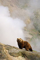 Kamchatka brown bear (Ursus arctos beringianus)  before a steaming geyser in the Valley of the Geysers, Kronotsky Zapovednik, Kamchatka, Far East Russia