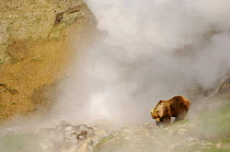 Kamchatka brown bear (Ursus arctos beringianus) amongst hot steam from the geysers in Valley of the Geysers, Kronotsky Zapovednik, Kamchatka, Far East Russia