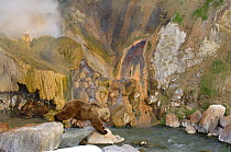 Kamchatka brown bear (Ursus arctos beringianus) at the Malachite Grotto, Valley of the Geysers, Kronotsky Zapovednik, Kamchatka, Far East Russia