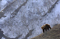 Kamchatka brown bear (Ursus arctos beringianus) on slope, Kronotsky Zapovednik, Kamchatka, Far East Russia