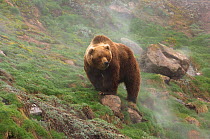 Kamchatka brown bear (Ursus arctos beringianus) on grassy slope, Valley of the Geysers, Kronotsky Zapovednik, Kamchatka, Far East Russia