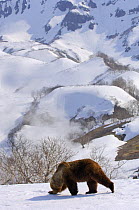 Kamchatka brown bear (Ursus arctos beringianus) male sniffing the tracks of a female in snow, Kronotsky Zapovednik, Kamchatka, Far East Russia