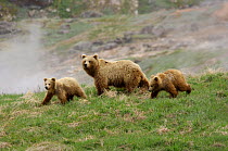 Kamchatka brown bear (Ursus arctos beringianus) adult with cubs in the Valley of the Geysers, Kronotsky Zapovednik, Kamchatka, Far East Russia