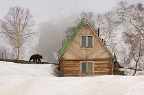Kamchatka brown bear (Ursus arctos beringianus) near photographer's wooden cabin, Valley of the Geysers, Kronotsky Zapovednik, Kamchatka, Far East Russia